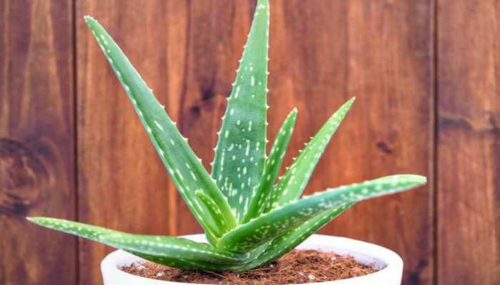 Aloe Vera Gel for Hair